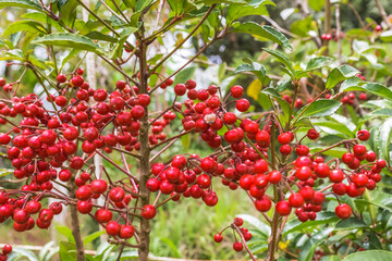 Ardisia crenata, bois de Noël 