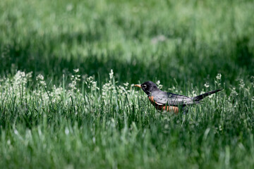Robin feeding in the springtime grass