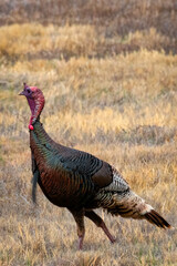 Wild turkey struts in a dry grass New Mexico field in Wester United States