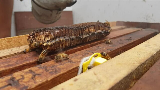 BEEKEEPING - Beekeeper smokes beehives to calm the bees down