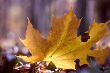 Fototapeta na wymiar Big yellow maple leaf on the ground