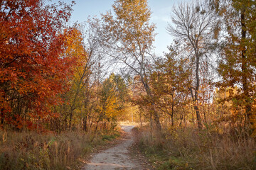 A path through beautiful trees with yellow golden foliage in autumn forest, golden fairytale, beauty in nature, sunny fall day, outdoor beautiful landscape, selective focus