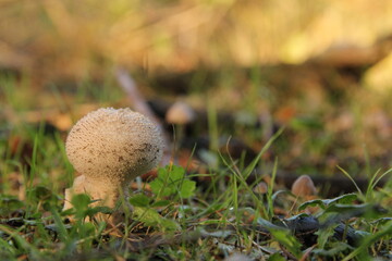 a common puffball in the forest at a sunny day in fall closeup