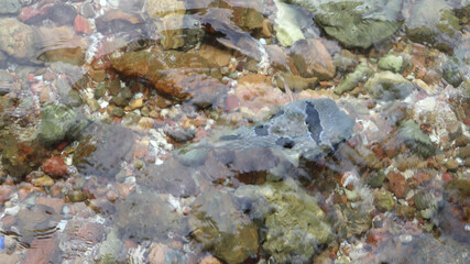 puffer fish in the shallow clear water with rock and gravel background