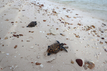 Baby sea turtle walking on the beach toward the sea in the morning