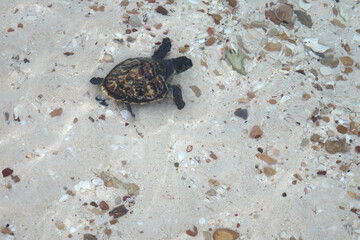 Baby sea turtle walking on the beach toward the sea in the morning
