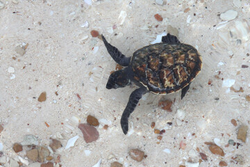 Baby sea turtle walking on the beach toward the sea in the morning