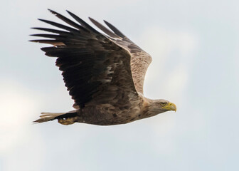 White tailed eagle