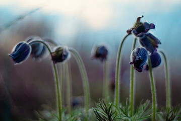flowering dream-grass in the valley.
Pulsatilla patens.
Shooting is carried out with a shallow depth of field.