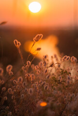 Morning meadow at dawn.
Glowing plants in the morning light.