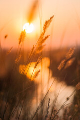 Morning meadow at dawn.
Glowing plants in the morning light.