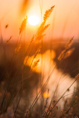 Morning meadow at dawn.
Glowing plants in the morning light.