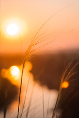 Morning meadow at dawn.
Glowing plants in the morning light.