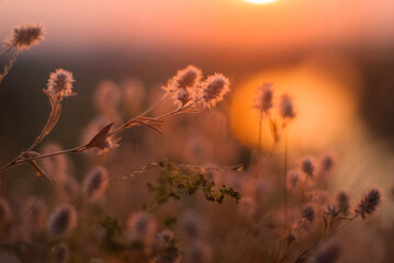 Morning meadow at dawn.
Glowing plants in the morning light.
