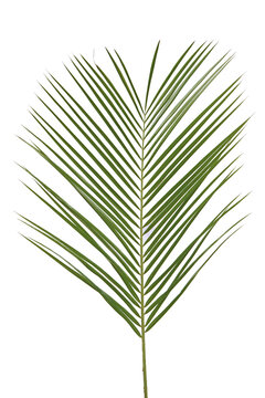 Feuille de Robellini