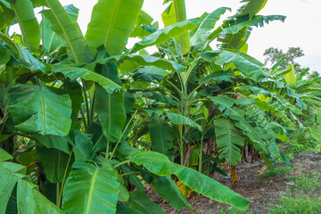 Banana tree and nature landscape