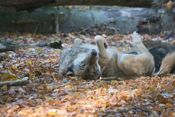 mongolian wolf in a deciduous forest close up.