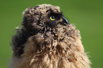 owl