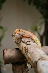 chameleon, focus selective