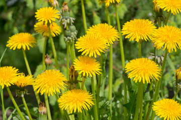 heads of yellow dandelions on a background of green grass - a smooth summer background