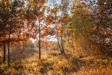 Obraz premium Beautiful trees with yellow golden foliage in autumn forest, golden fairytale, beauty in nature, sunny fall day, outdoor beautiful horizontal landscape, selective focus