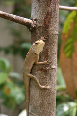 chameleon, focus selective