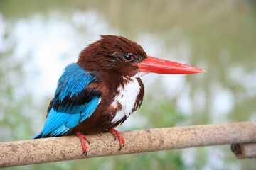 Common kingfisher is sticking.