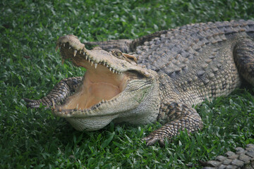 A Large crocodile walking on the grass