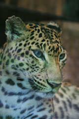 Naklejka na ściany i meble Headshot of face leopard, focus selective