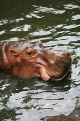 Fototapeta premium Hippopotamus focus selective