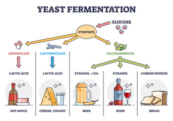 Yeast fermentation principle for drinks and food outline diagram. Labeled educational chemical process with glucose and pyruvate steps vector illustration. Added ingredients and final acid products. - obrazy, fototapety, plakaty