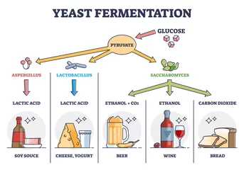 Fotobehang Yeast fermentation principle for drinks and food outline diagram. Labeled educational chemical process with glucose and pyruvate steps vector illustration. Added ingredients and final acid products. © VectorMine