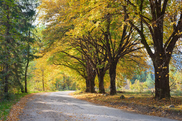 Naklejka premium Road with trees on a sunny day in autumn