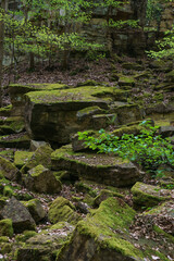 Rocks on forest ground covered with moss, Mullerthal, Luxembourg