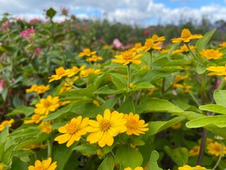 yellow flowers in the garden