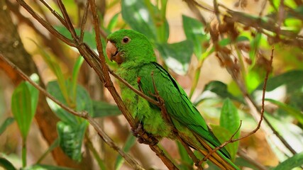 A photo of a green parrot