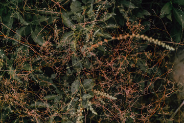 Closeup of wild green plants