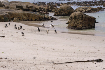 A family of South African penguins