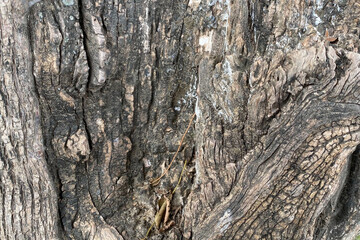 Horizon shot of rough cracked bark details of an old jujube tree trunk