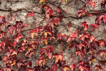 autumn leaves on a rustic wall