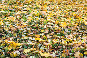 Obraz premium fallen yellow leaves on city lawn in autumn