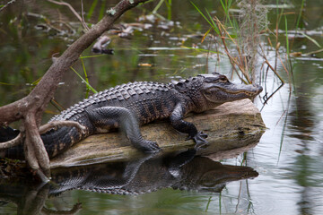 Big Cypress National Preserve