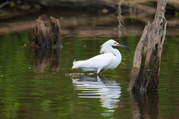 Big Cypress National Preserve