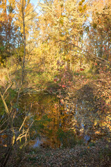 Beautiful trees with yellow golden foliage in autumn forest, golden fairytale, beauty in nature, sunny fall day, outdoor beautiful vertical landscape, selective focus