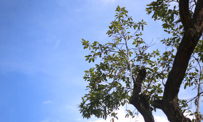 Photo of tree and blue sky