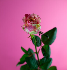 Yellow-pink rose on a pink background. Dew bud. Beautiful flower close-up. Colored multi-colored petals