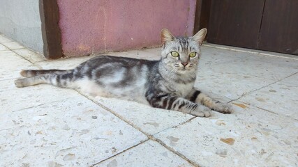 Cat sitting on the terrace in summer. 