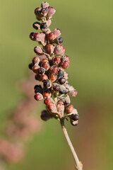 graines de gattilier