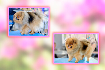 Collage of a red pomeranian before and after a haircut in a grooming salon