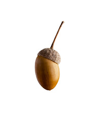 One acorn on a white background.